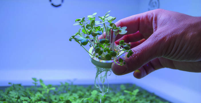 Al momento stai visualizzando Tomato+, la serra che produce in casa erbe e verdure usando cialde di semi