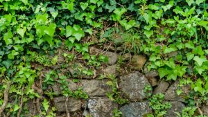 Scopri di più sull'articolo GrowBot, l’Italia guida il progetto europeo che si ispira alle piante rampicanti per i robot del futuro