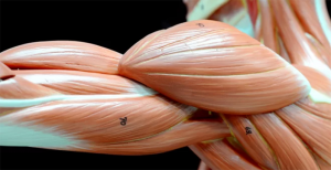 Scopri di più sull'articolo Il materiale sintetico che si rigenera e si rafforza con l’esercizio. Come i muscoli degli esseri umani