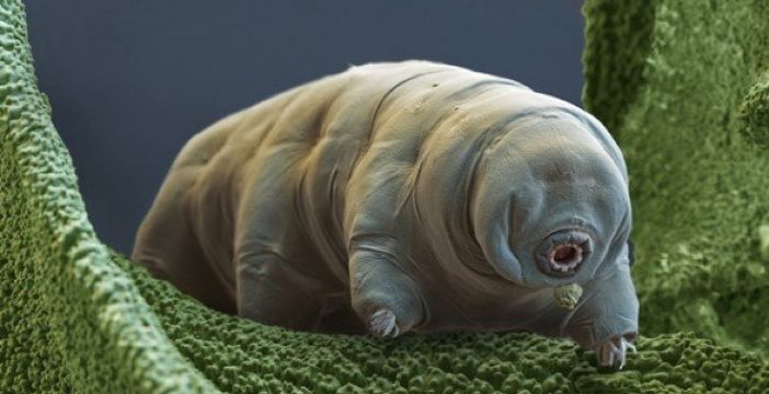 Al momento stai visualizzando Migliaia di tardigradi sono sopravvissuti allo schianto di un lander sulla Luna