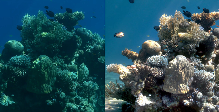 Al momento stai visualizzando Appassionati d’immersioni, ecco il filtro che cancella l’acqua dalle foto. Il risultato è eccezionale