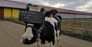 Scopri di più sull'articolo In Russia le mucche “indossano” un visore VR per produrre latte più buono