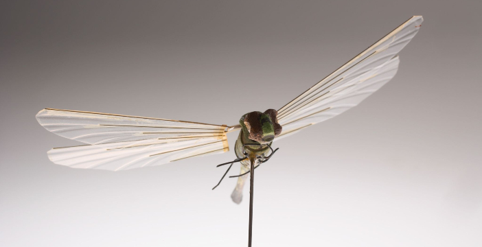 Al momento stai visualizzando La CIA aveva costruito una libellula robot. Questi sono i suoi segreti