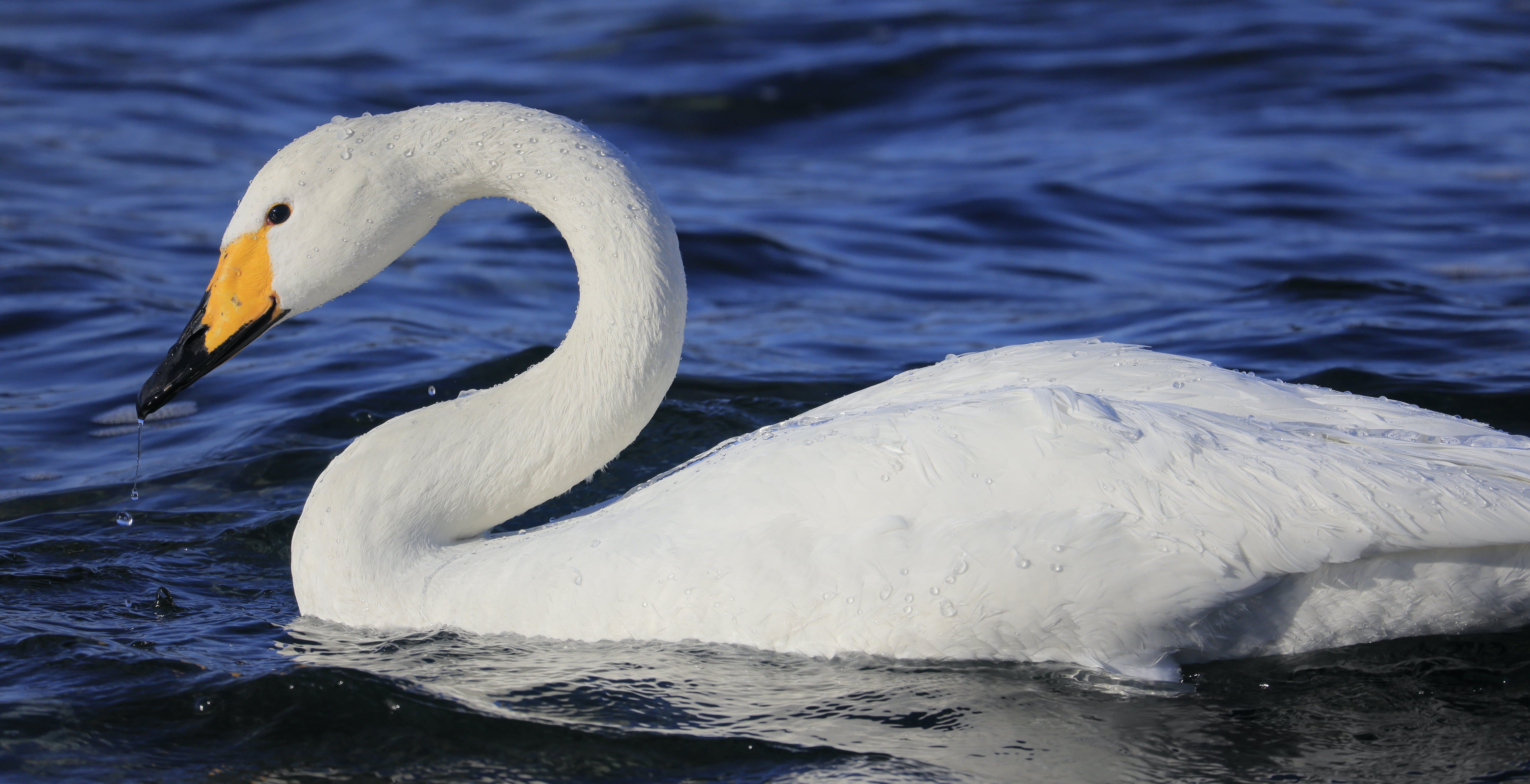 Canon EOS R5 e EOS R6, ecco le foto scattate con le due mirrorless a piena risoluzione