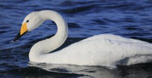 Scopri di più sull'articolo Canon EOS R5 e EOS R6, ecco le foto scattate con le due mirrorless a piena risoluzione