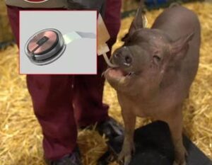 Scopri di più sull'articolo Ecco i “maiali cyborg” di Elon Musk: il nuovo chip di Neuralink si collega wireless al cervello