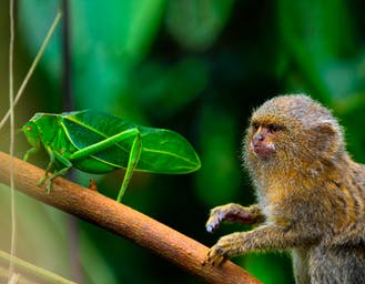 Al momento stai visualizzando I segreti di Tiny World, le più piccole creature del pianeta in 4K HDR con una qualità davvero eccezionale