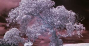 Scopri di più sull'articolo Una nuova tecnologia fotografica può catturare colori invisibili all’occhio umano