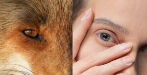 Scopri di più sull'articolo Sony Alpha 1, spuntano le prime foto da 50 MP scattate con la nuova full frame