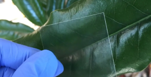 Scopri di più sull'articolo Scienziati inventano il legno trasparente. Lascia passare il 90% della luce e si realizza con facilità