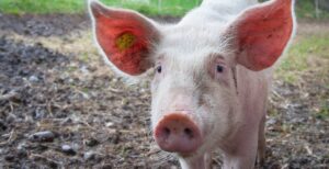 Scopri di più sull'articolo Anche i maiali giocano ai videogiochi, per il bene della scienza