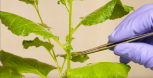 Scopri di più sull'articolo Realizzato un dispositivo per “parlare” con le piante. Aiuterà a prevenire malattie e migliorare le produzioni agricole