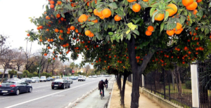 Scopri di più sull'articolo Riciclare il succo d’arancia per dare elettricità a 73.000 case. Il progetto di economia circolare di Siviglia