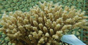 Scopri di più sull'articolo Cellule di corallo coltivate in laboratorio. Lo studio giapponese che potrebbe salvare le barriere coralline