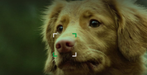 Scopri di più sull'articolo Il naso come le impronte digitali. NOSEiD, una foto al posto del microchip per rintracciare i cani smarriti