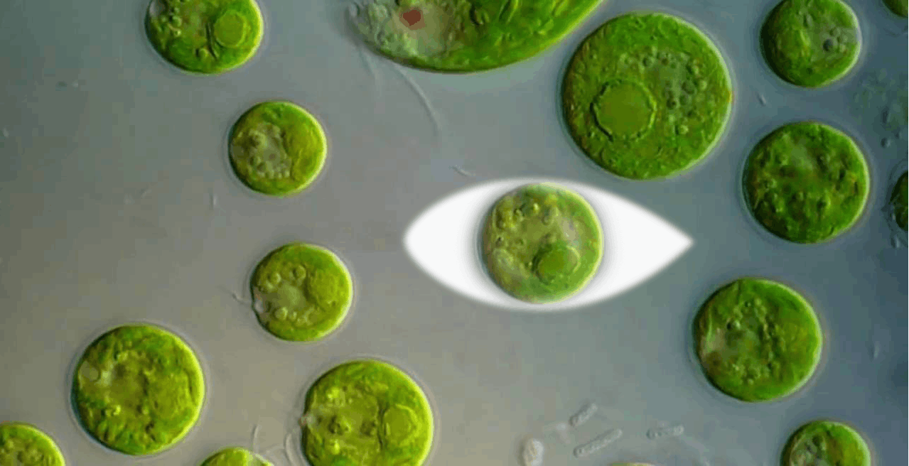 Al momento stai visualizzando Un uomo completamente cieco è tornato (quasi) a vedere grazie al gene di un’alga e a un paio di occhiali