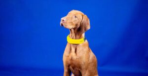 Scopri di più sull'articolo La prima smart band per cani è un collare che misura il battito, traccia l’attività fisica e permette di trovare il cane se scappa