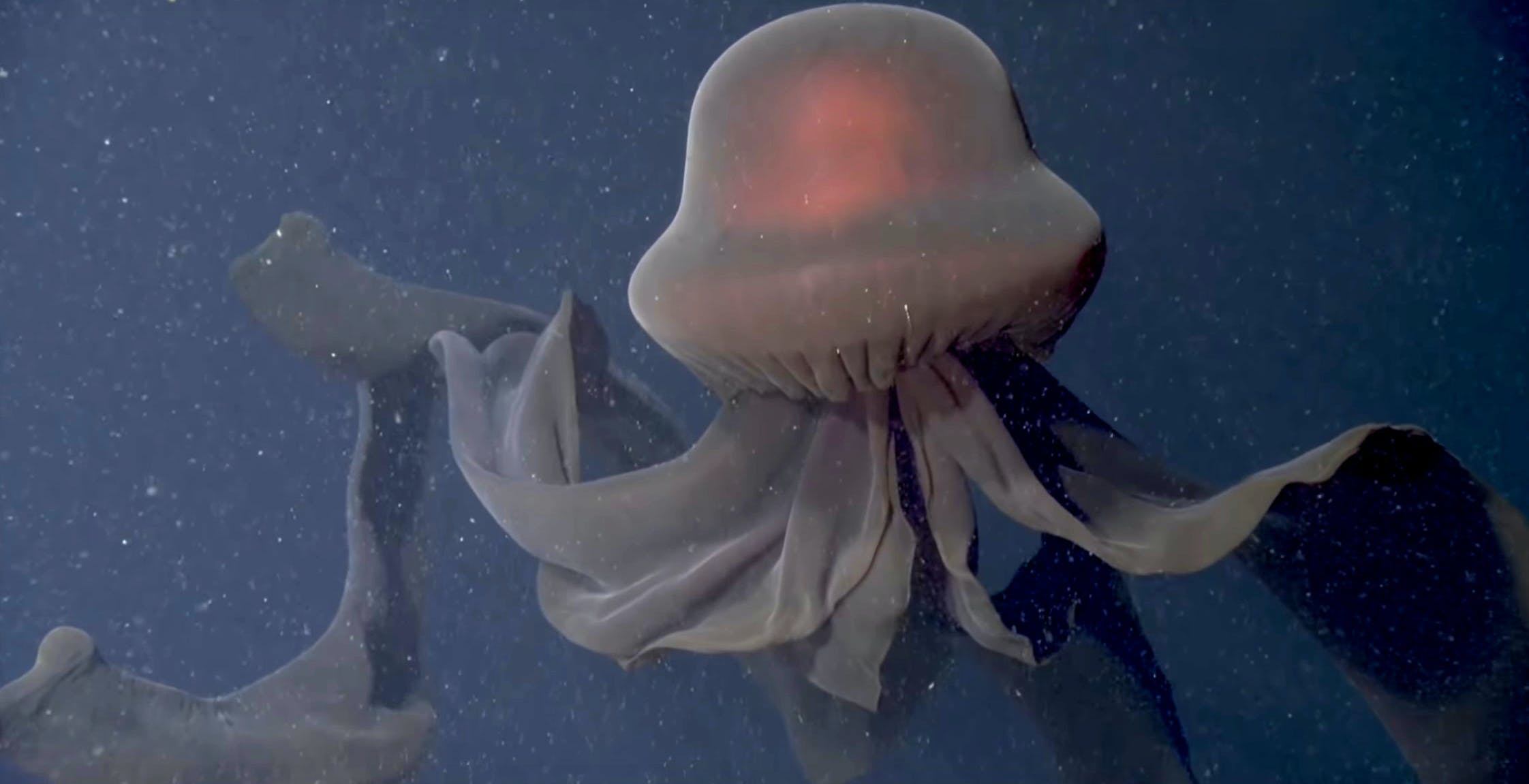 Video in 4K anche nelle profondità dell'Oceano Pacifico per riprendere la fauna marina. Immagini eccezionali